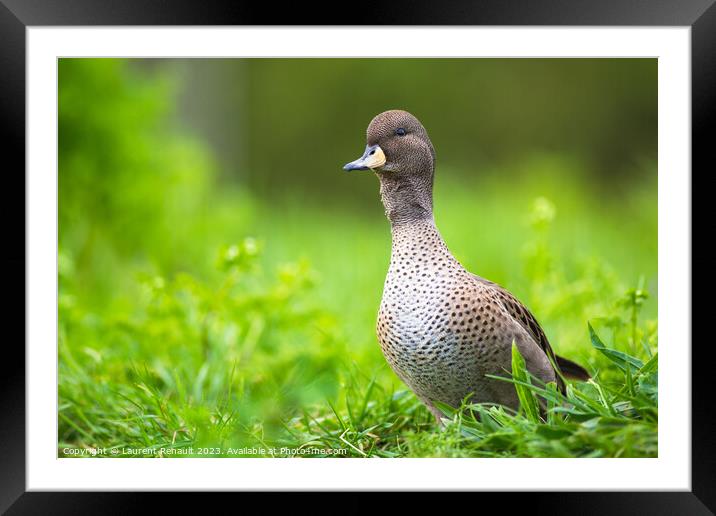 Yellow-billed Pintail duck (Anas georgica) Framed Mounted Print by Laurent Renault
