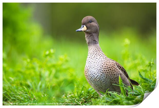 Yellow-billed Pintail duck (Anas georgica) Print by Laurent Renault