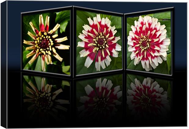Life of a Zinnia Canvas Print by Steve Purnell