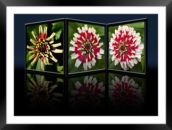 Life of a Zinnia Framed Mounted Print by Steve Purnell