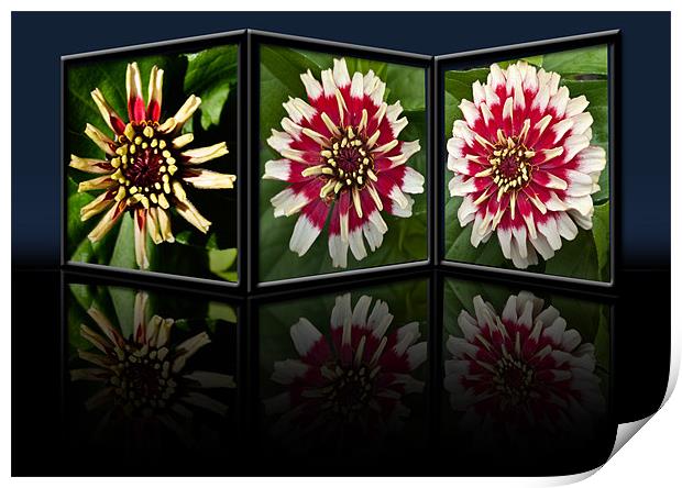 Life of a Zinnia Print by Steve Purnell