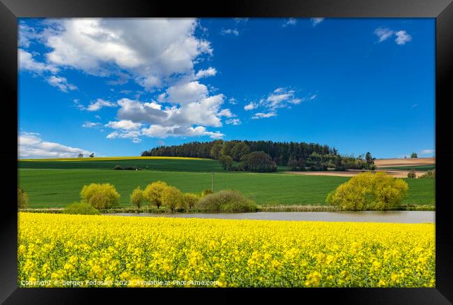 Rural area with rapeseed fields and forests under the blue sky. Framed Print by Sergey Fedoskin