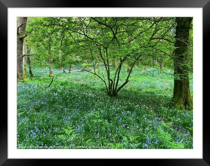 Bluebells and wild garlic Framed Mounted Print by yvonne & paul carroll