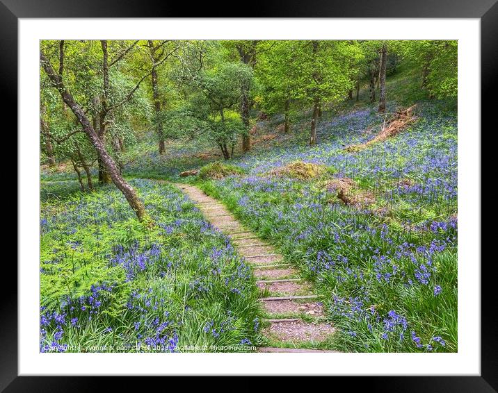Bluebell woods in Inchcailloch Framed Mounted Print by yvonne & paul carroll