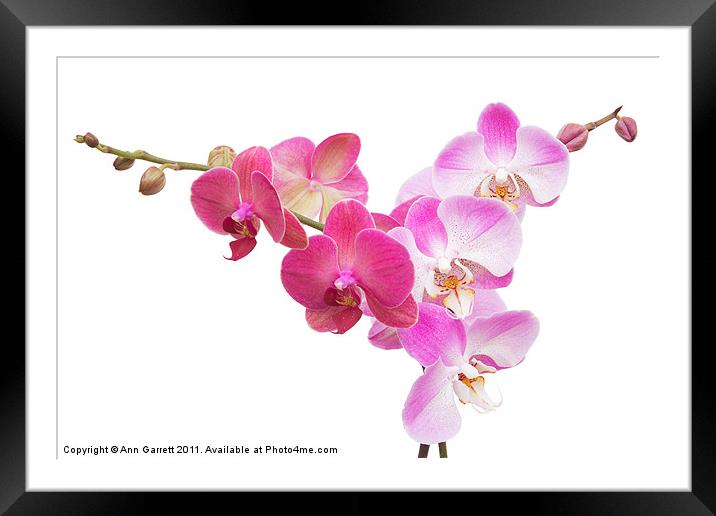 Pink Orchids On White Framed Mounted Print by Ann Garrett