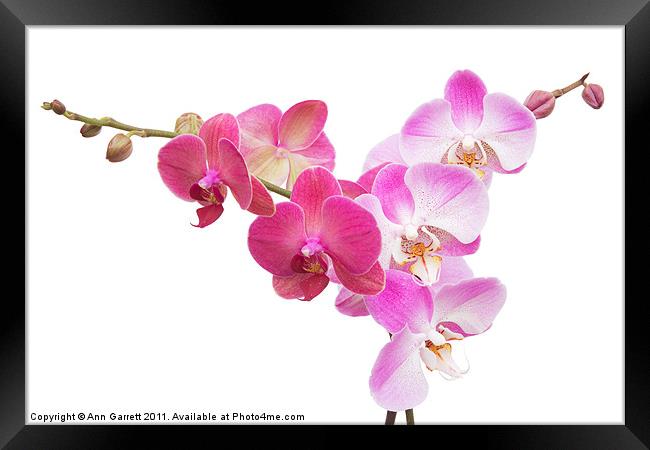 Pink Orchids On White Framed Print by Ann Garrett