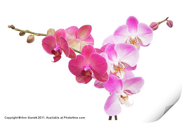 Pink Orchids On White Print by Ann Garrett