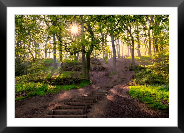 Newton Woods: Sunrise Light at North Yorkshire Framed Mounted Print by Tim Hill