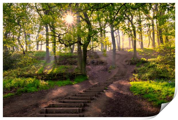 Newton Woods: Sunrise Light at North Yorkshire Print by Tim Hill