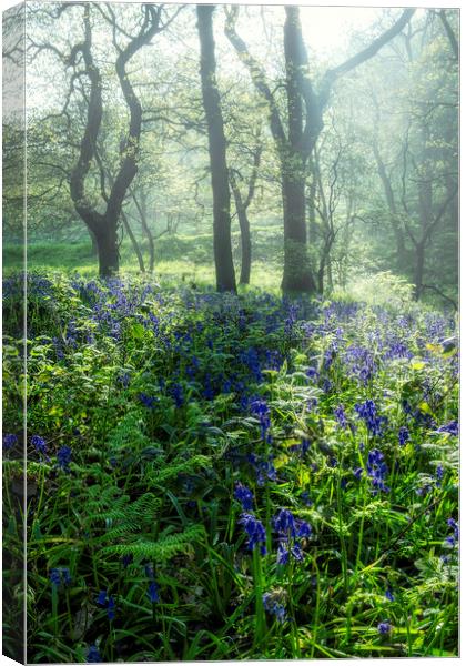 Bluebells: Misty and Moody Newton Woods Canvas Print by Tim Hill