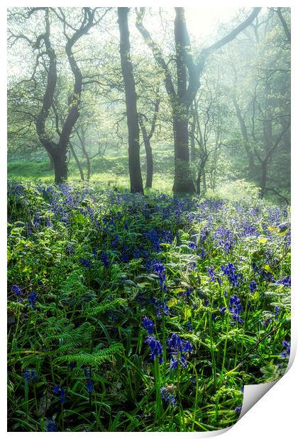Bluebells: Misty and Moody Newton Woods Print by Tim Hill