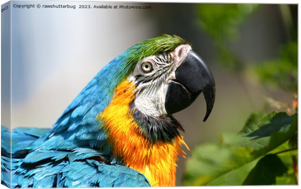 Vibrant Colourful Macaw Canvas Print by rawshutterbug 