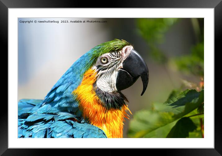 Vibrant Colourful Macaw Framed Mounted Print by rawshutterbug 