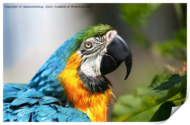 Vibrant Colourful Macaw Print by rawshutterbug 