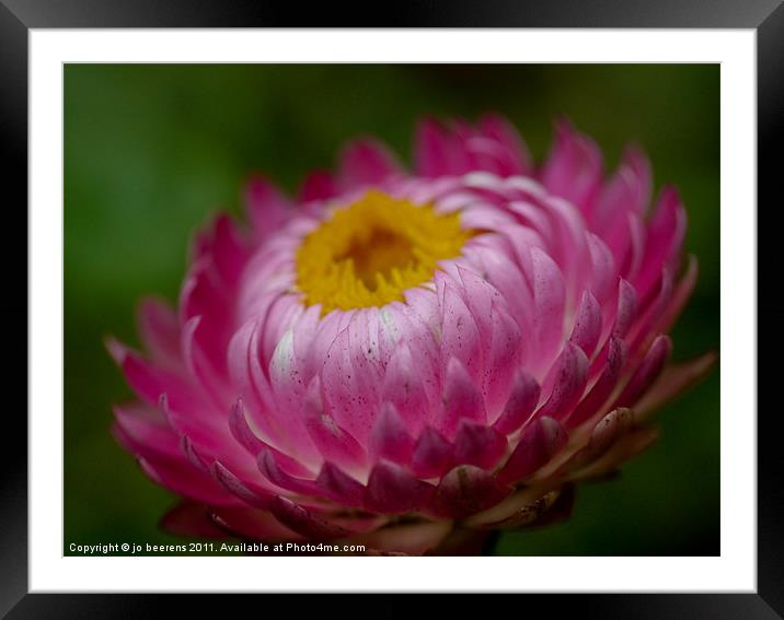 unfolding Framed Mounted Print by Jo Beerens