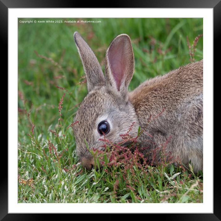 Wild rabbit head shot Framed Mounted Print by Kevin White