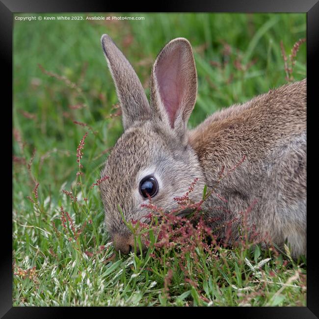 Wild rabbit head shot Framed Print by Kevin White