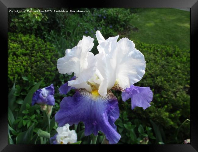 Plant flower Framed Print by Barbara Rea