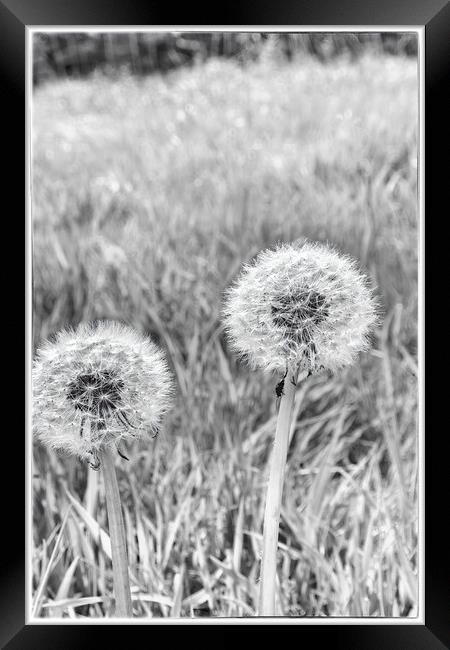 Dandelion Clocks - Fine Art  Framed Print by Glen Allen