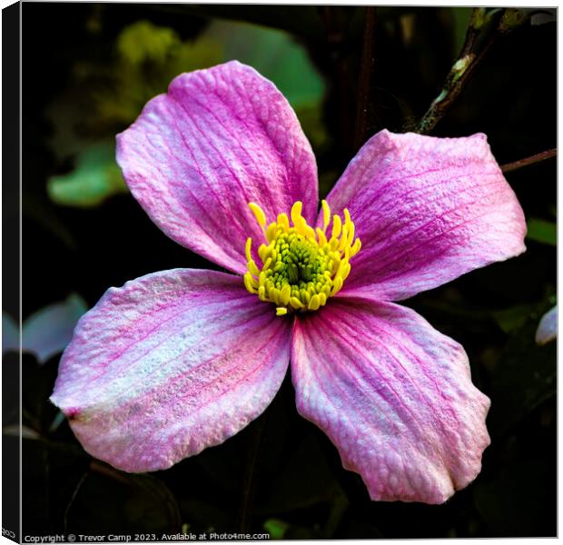 Enchanting Clematis Bloom Canvas Print by Trevor Camp
