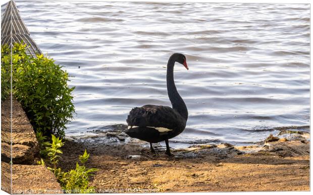 A Black Swan standing on the edge of a lake Canvas Print by Pamela Reynolds