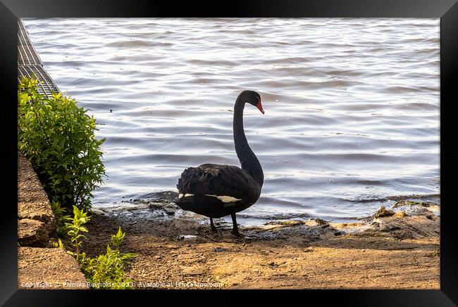 A Black Swan standing on the edge of a lake Framed Print by Pamela Reynolds