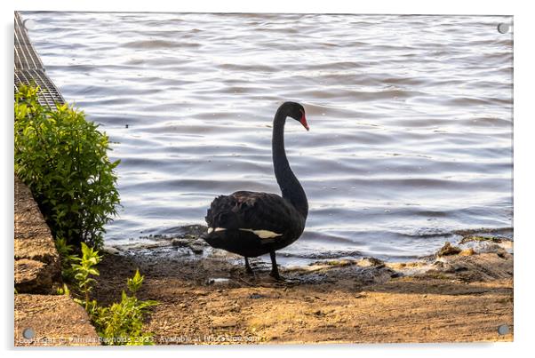 A Black Swan standing on the edge of a lake Acrylic by Pamela Reynolds
