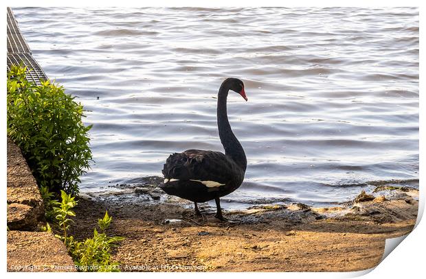 A Black Swan standing on the edge of a lake Print by Pamela Reynolds