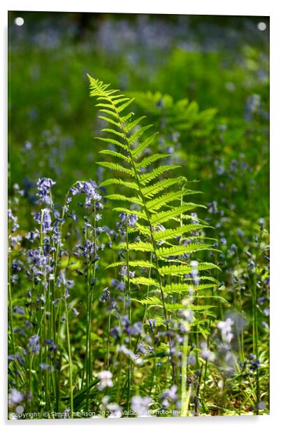 sunlit fern Acrylic by Simon Johnson