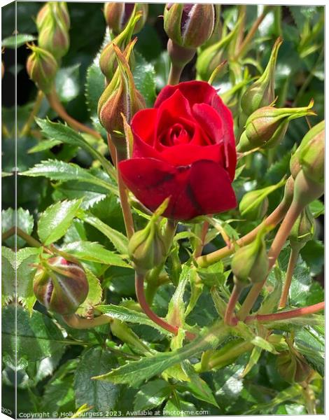 Crimson Enchantment: Miniature Rose Brilliance Canvas Print by Holly Burgess