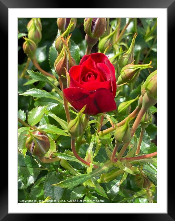 Crimson Enchantment: Miniature Rose Brilliance Framed Mounted Print by Holly Burgess