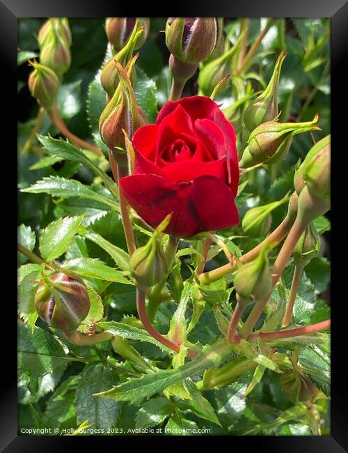 Crimson Enchantment: Miniature Rose Brilliance Framed Print by Holly Burgess