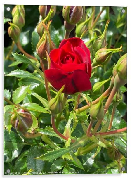 Crimson Enchantment: Miniature Rose Brilliance Acrylic by Holly Burgess
