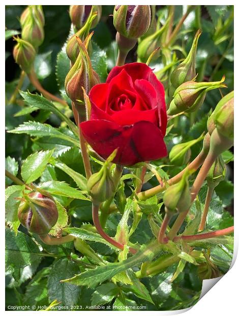 Crimson Enchantment: Miniature Rose Brilliance Print by Holly Burgess