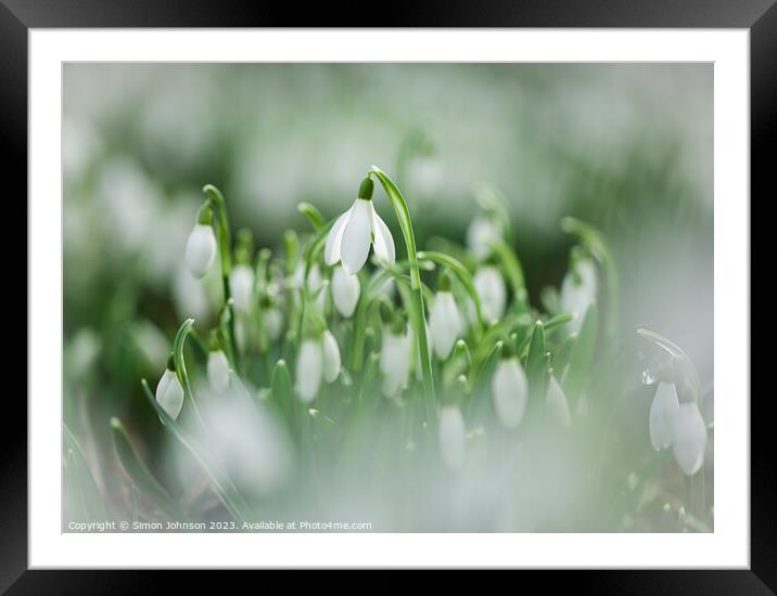 Plant leaves Framed Mounted Print by Simon Johnson