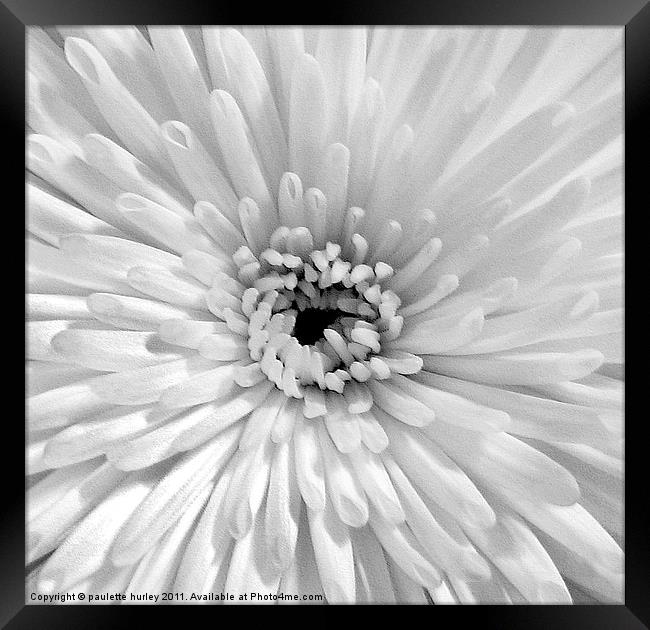 White Embossed Chrysanthemum Framed Print by paulette hurley