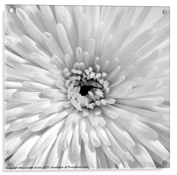 White Embossed Chrysanthemum Acrylic by paulette hurley