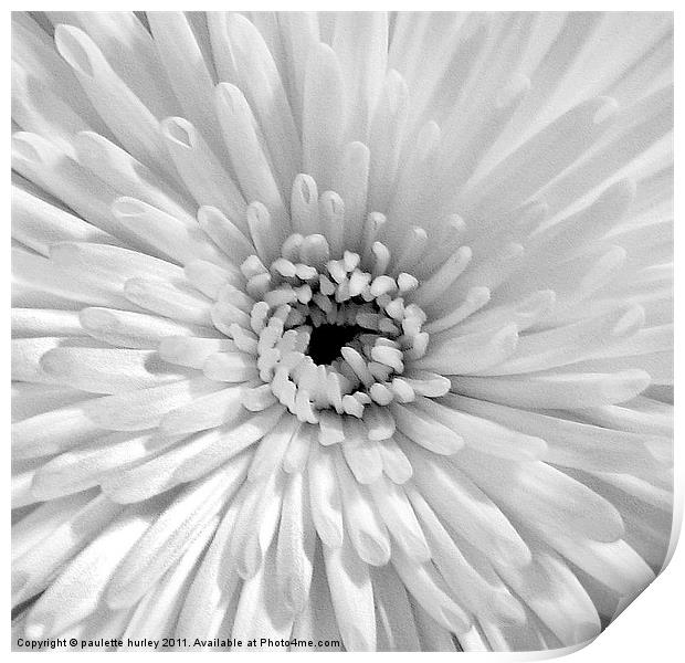 White Embossed Chrysanthemum Print by paulette hurley