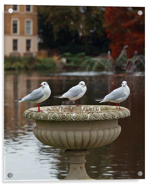 Three Gulls Acrylic by Richard Thomas