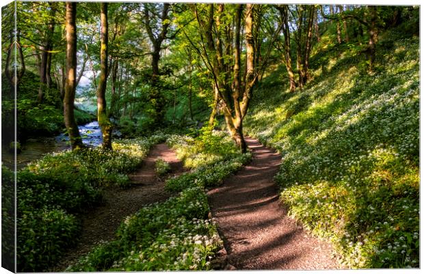Wild Garlic Flowers: Path to Janet's Foss Canvas Print by Tim Hill