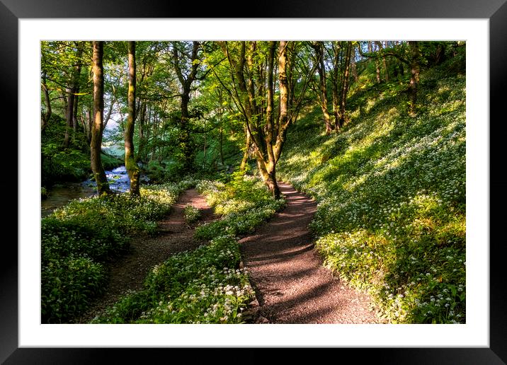 Wild Garlic Flowers: Path to Janet's Foss Framed Mounted Print by Tim Hill