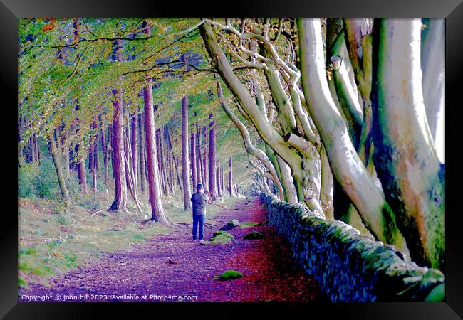 Majestic Avenue of Beech Trees Framed Print by john hill