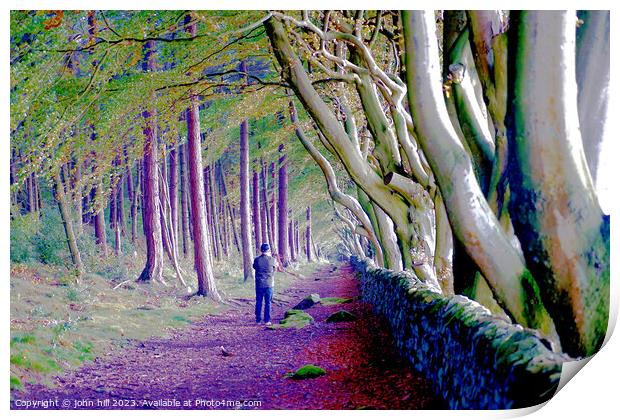 Majestic Avenue of Beech Trees Print by john hill