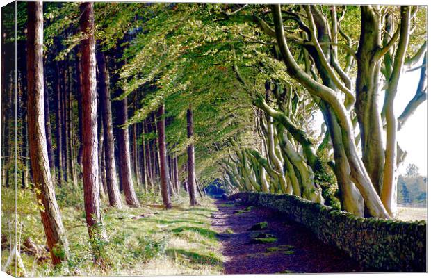 The Crooked Beech Avenue Canvas Print by john hill
