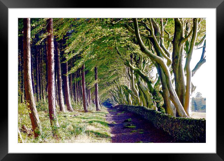 The Crooked Beech Avenue Framed Mounted Print by john hill