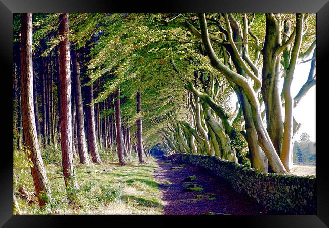 The Crooked Beech Avenue Framed Print by john hill