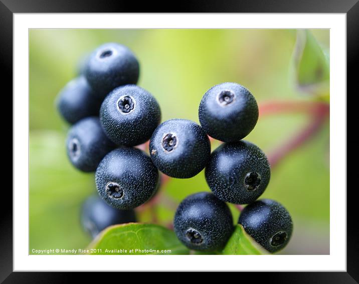 Blue berries Framed Mounted Print by Mandy Rice