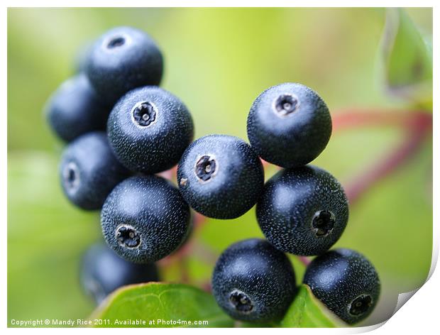 Blue berries Print by Mandy Rice