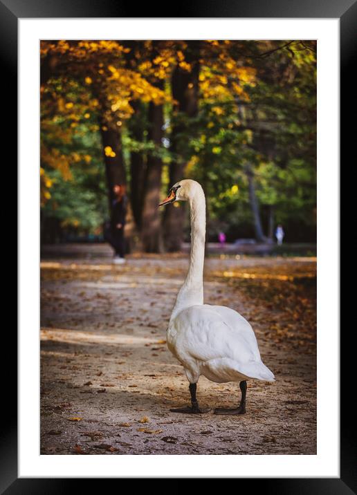 Swan In Lazienki Park In Warsaw Framed Mounted Print by Artur Bogacki