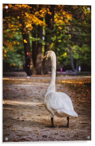 Swan In Lazienki Park In Warsaw Acrylic by Artur Bogacki